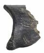 Theropod Toe Bone Piece - Aguja Formation, Texas #43006-1